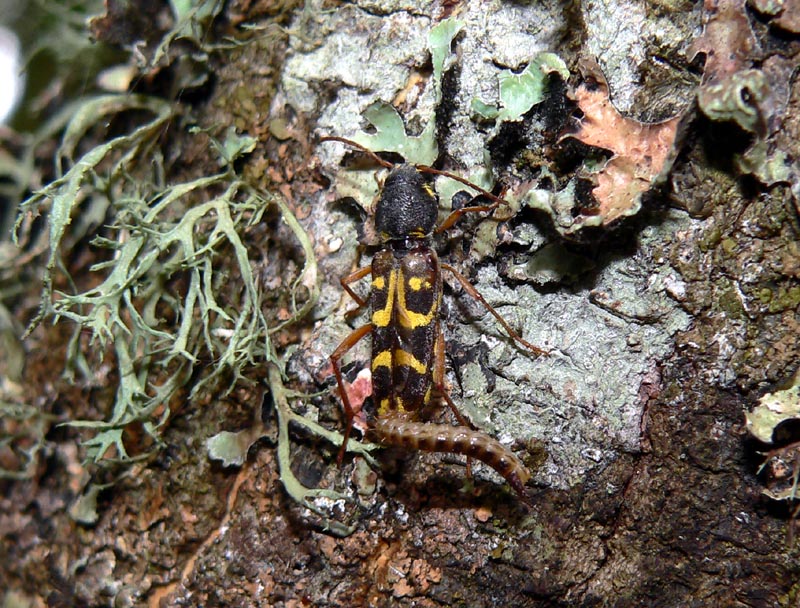 Xylotrechus arvicola (Coleoptera, Cerambycidae)